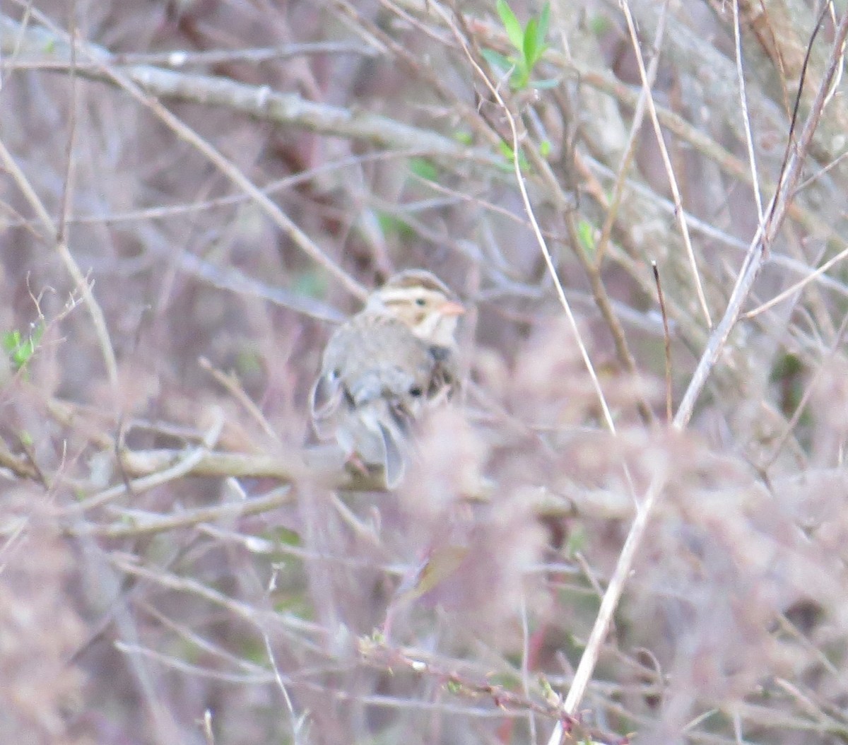 Clay-colored Sparrow - Greg Moyers