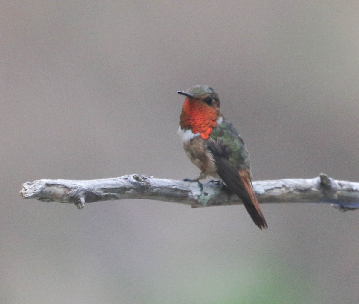 Colibrí Centelleante - ML617497735