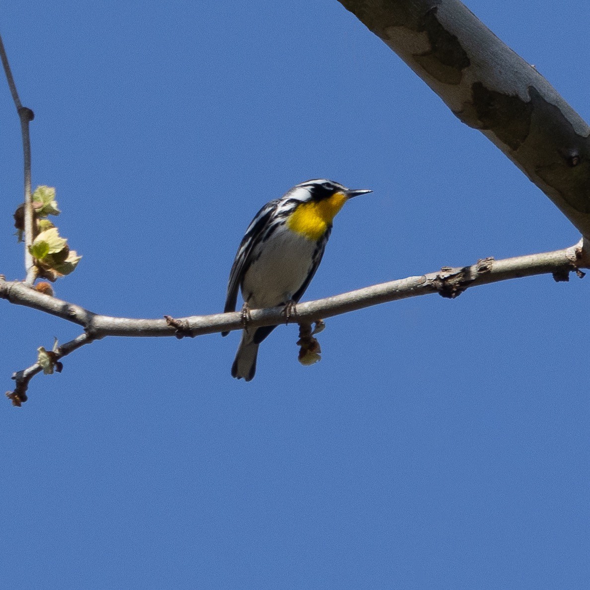 Yellow-throated Warbler - ML617497738