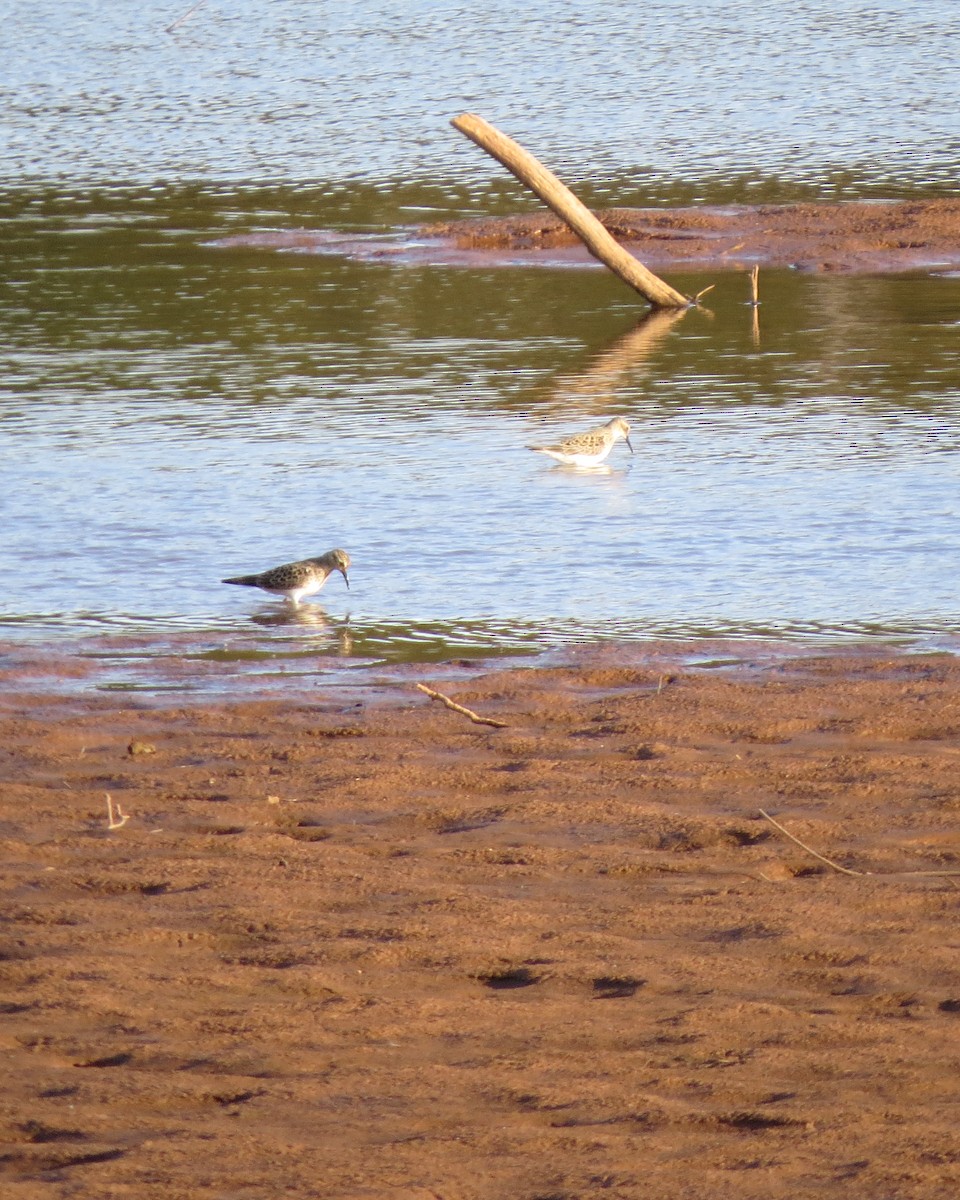 Baird's Sandpiper - Rod Lusey