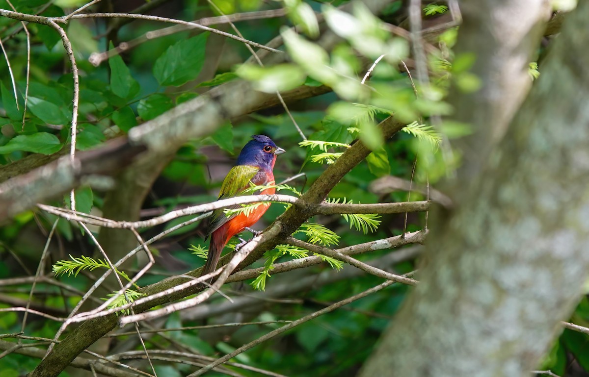 Painted Bunting - ML617497847