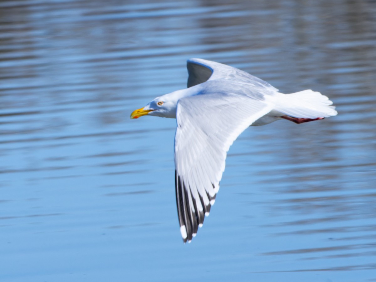 Herring Gull - ML617497855