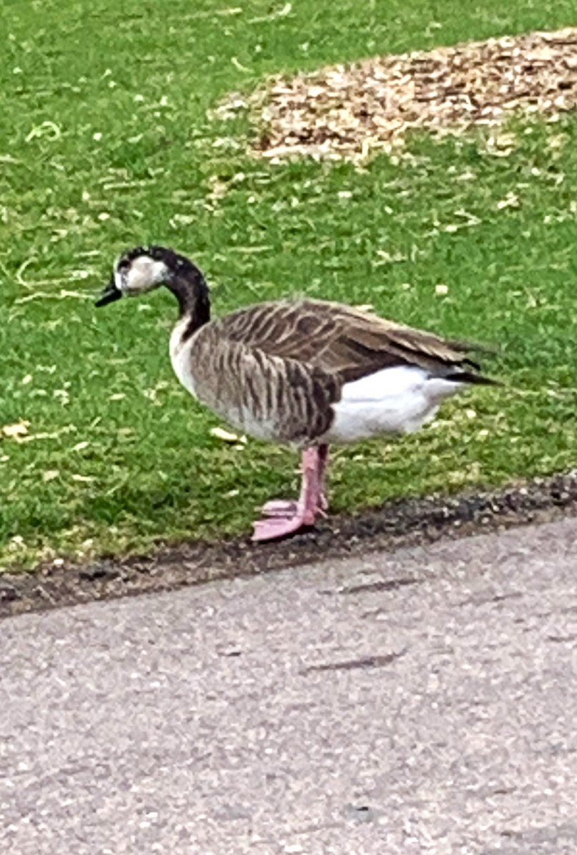 Greater White-fronted x Canada Goose (hybrid) - ML617497866