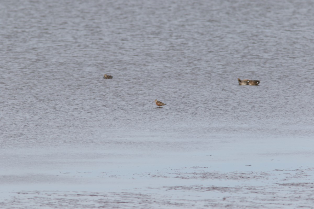 břehouš aljašský - ML617497867