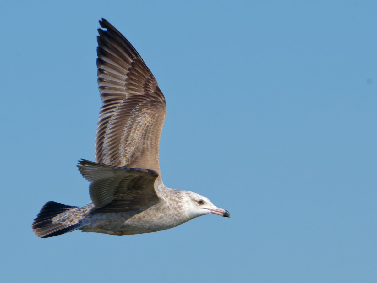 Gaviota Californiana - ML617497873