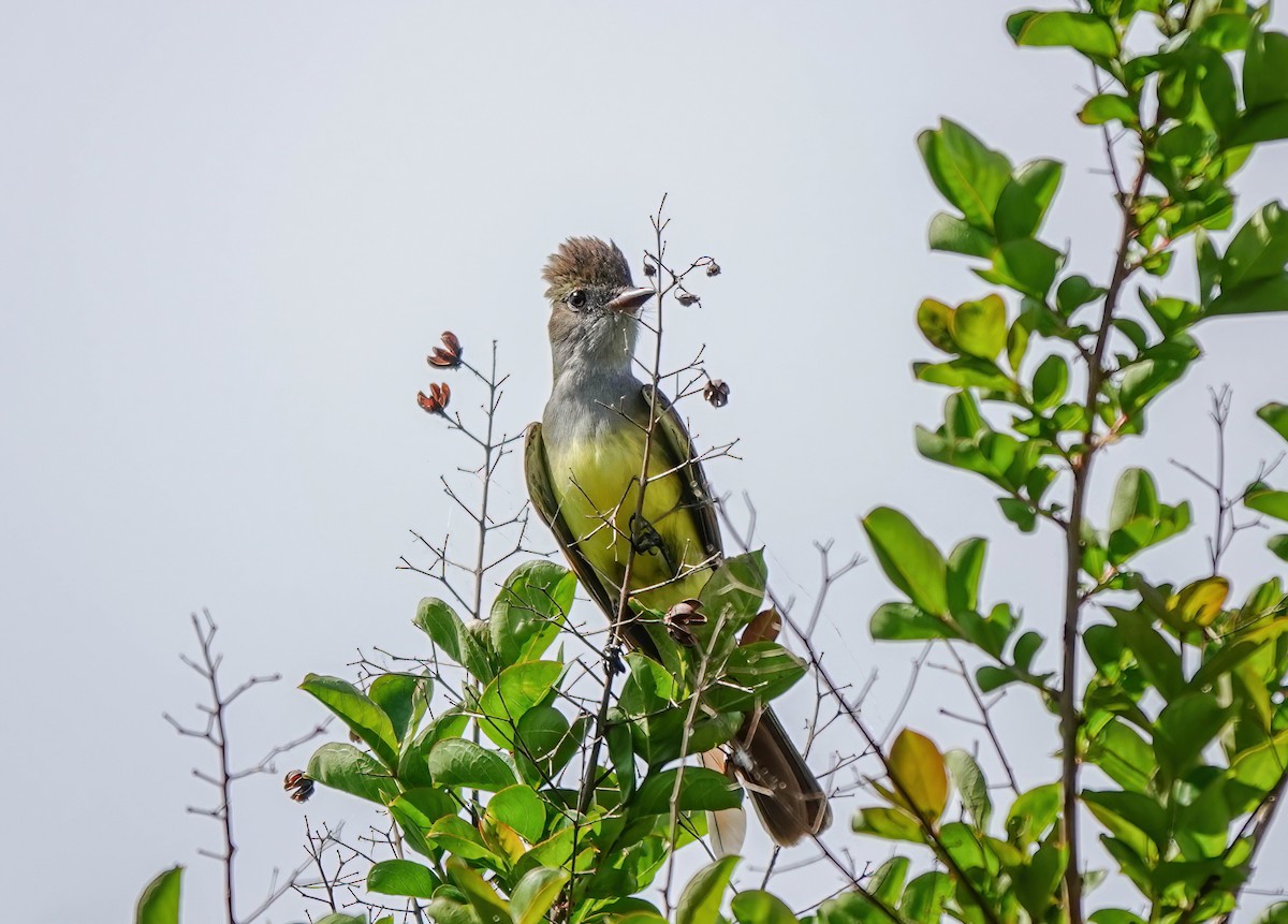 Great Crested Flycatcher - ML617497894