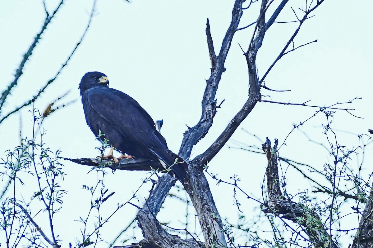 Rußbussard - ML617498012