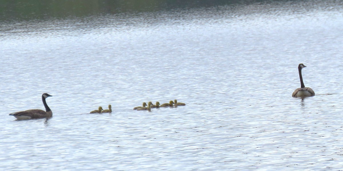 Canada Goose (moffitti/maxima) - Pam Otley