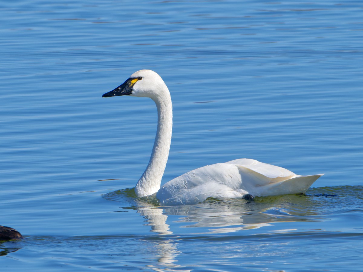 Tundra Swan - ML617498036