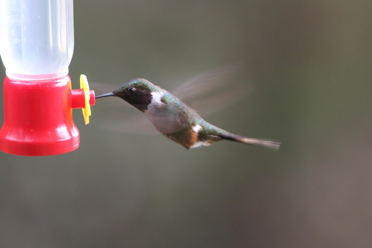 Magenta-throated Woodstar - Roger Higbee