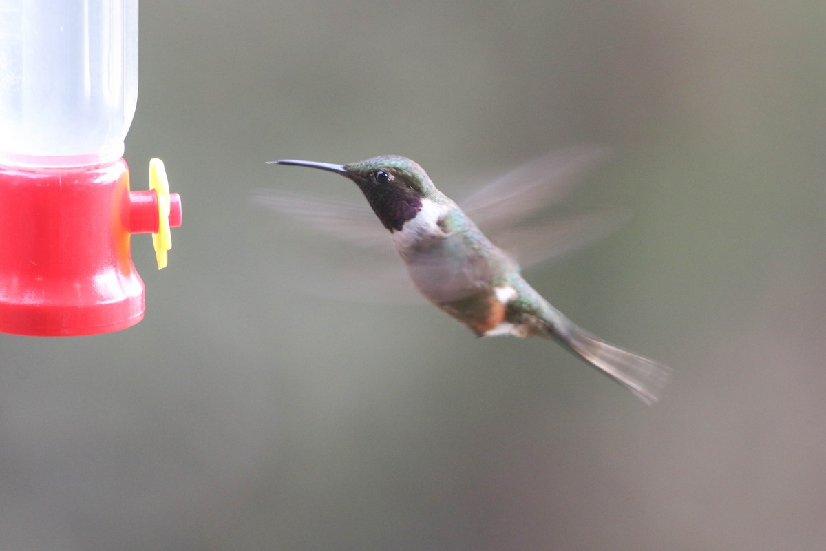 Violettkehl-Sternkolibri - ML617498039