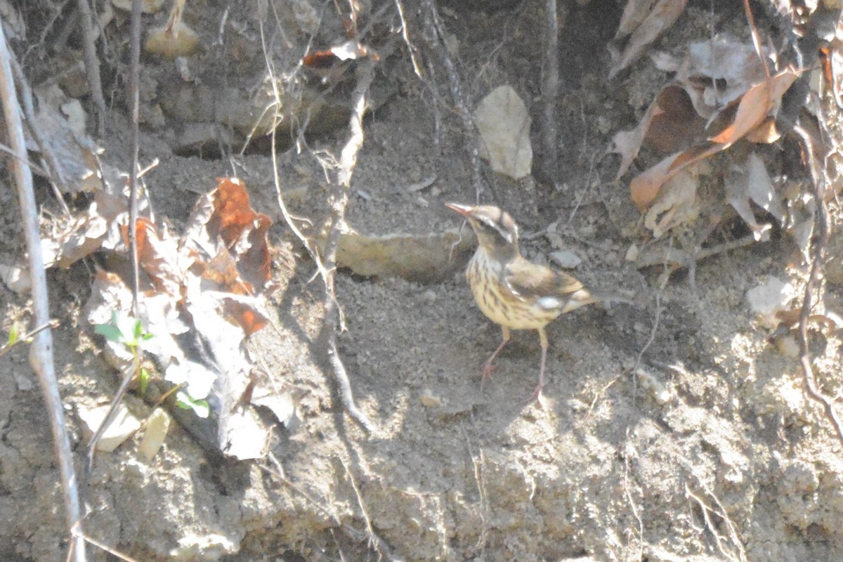 Louisiana Waterthrush - ML617498075