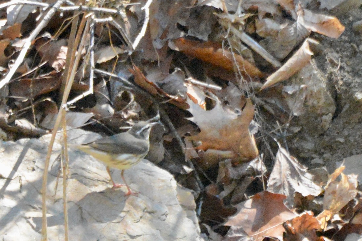 Louisiana Waterthrush - ML617498077