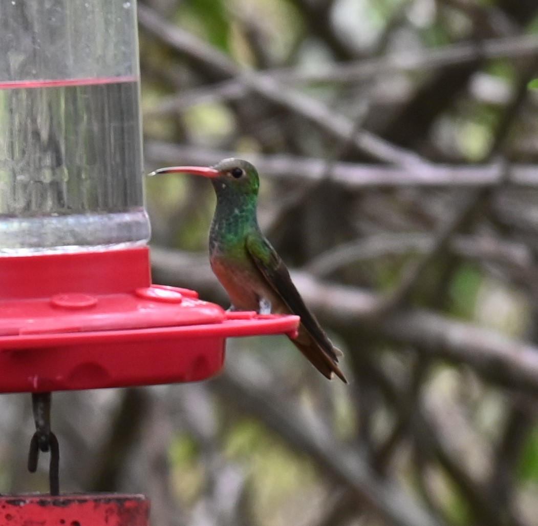 Buff-bellied Hummingbird - ML617498097