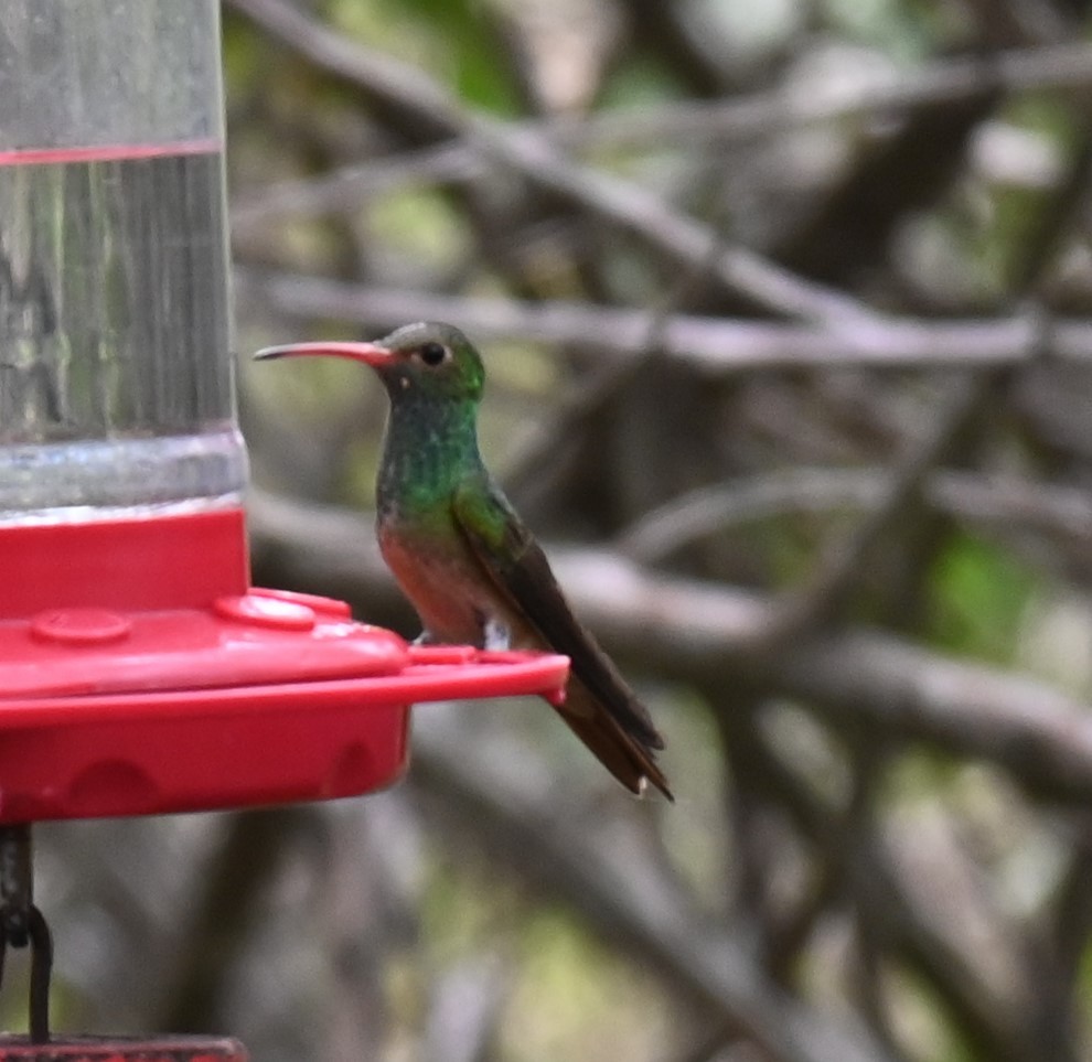 Buff-bellied Hummingbird - ML617498098