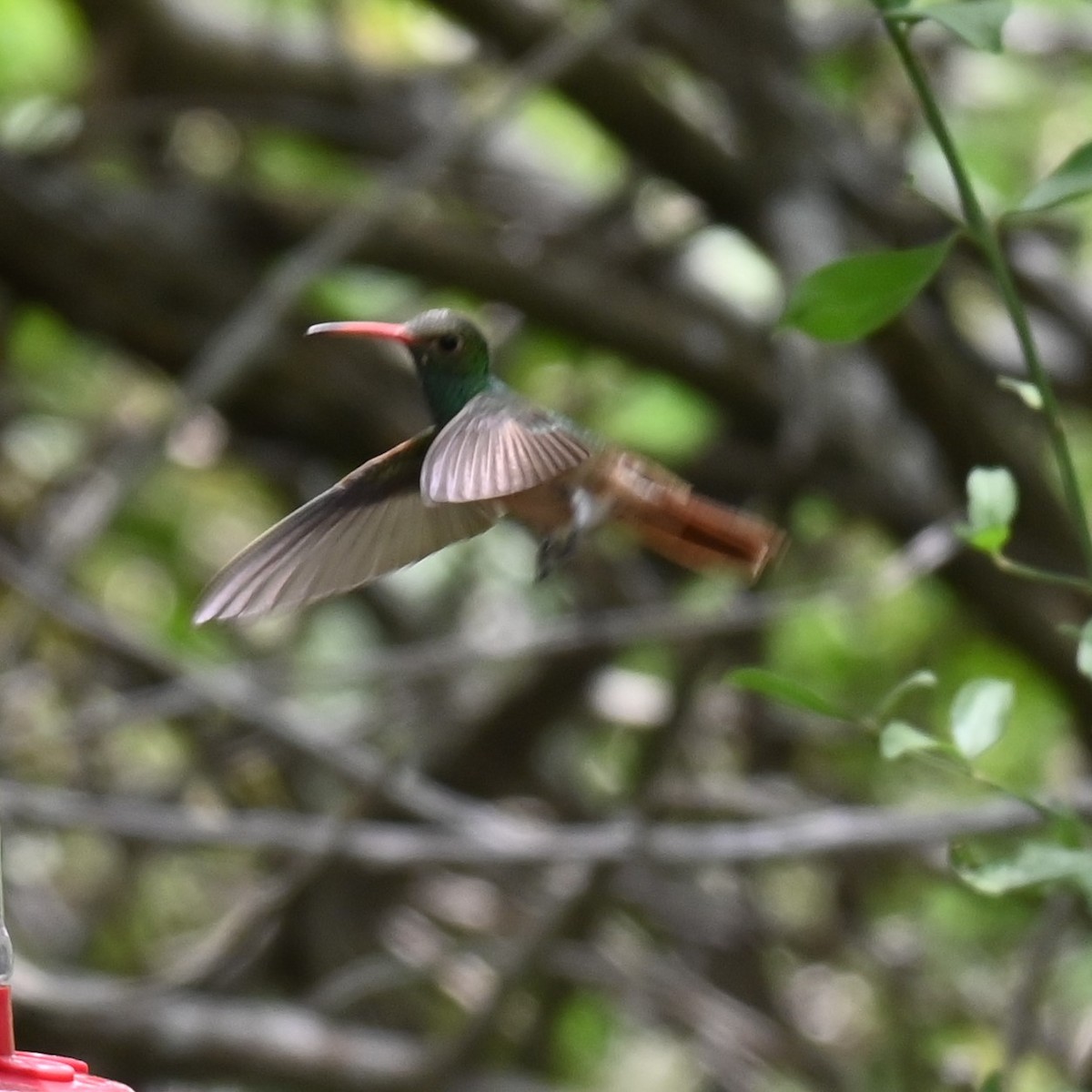 Buff-bellied Hummingbird - ML617498099