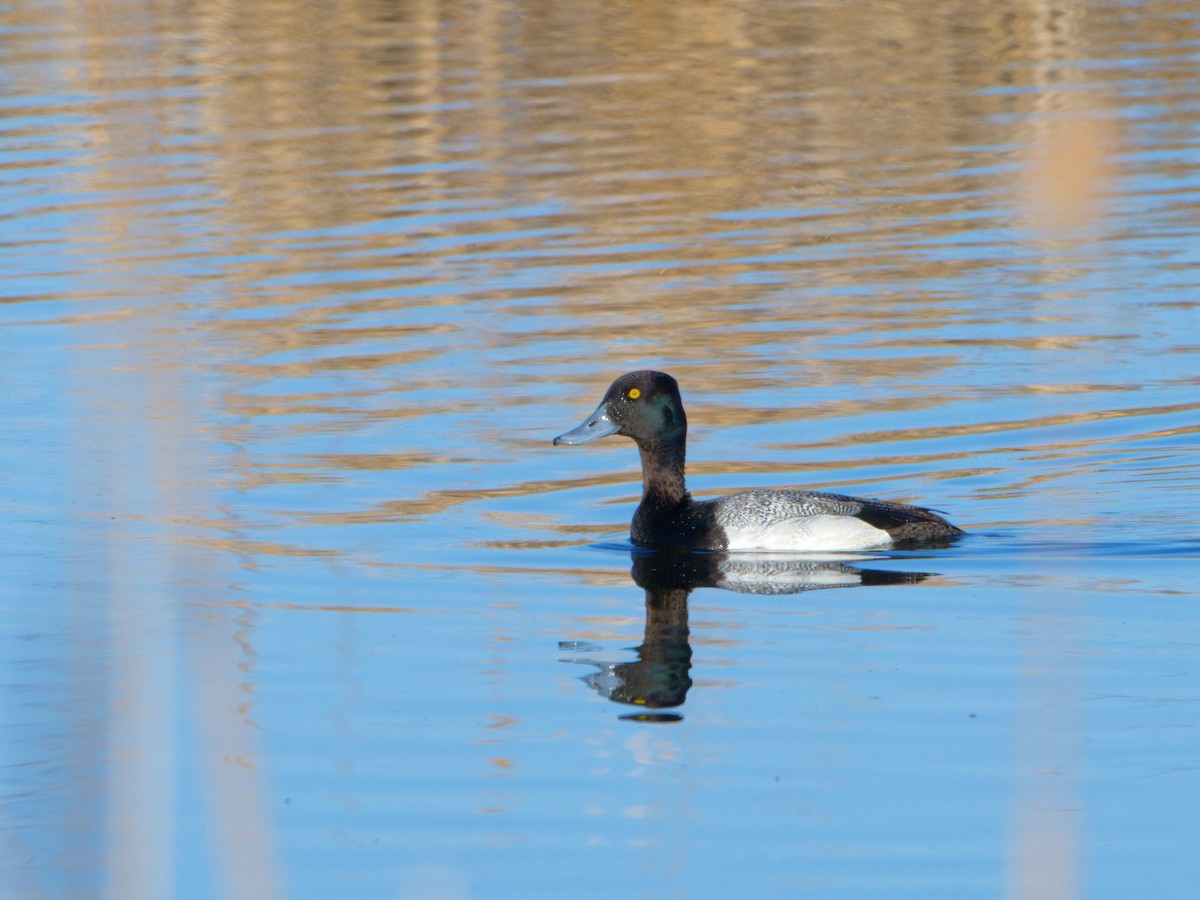 Lesser Scaup - ML617498164