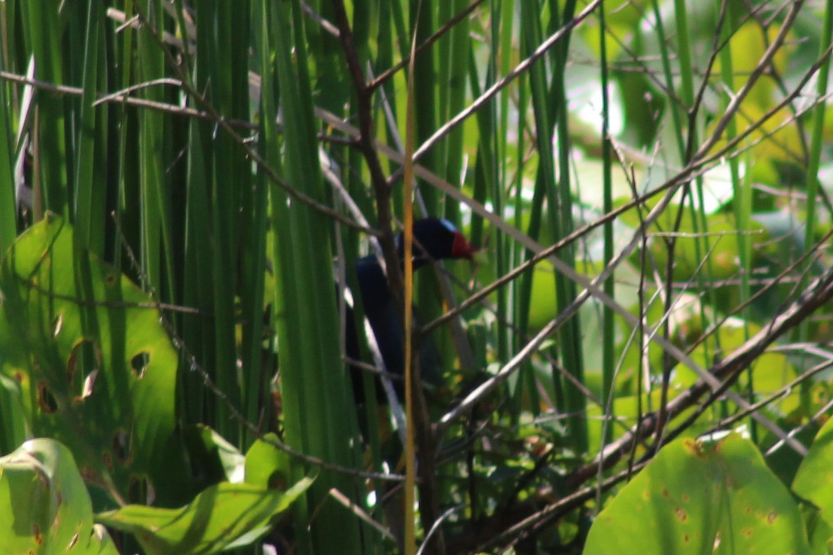 Purple Gallinule - ML617498165