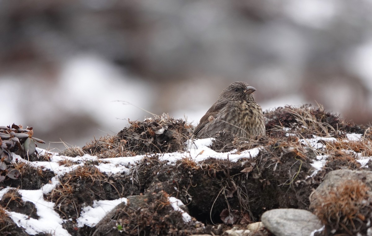 Red-fronted Rosefinch - ML617498174