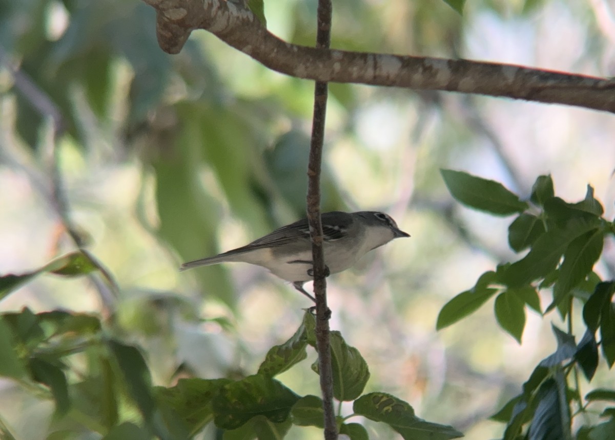 Plumbeous Vireo - ML617498205