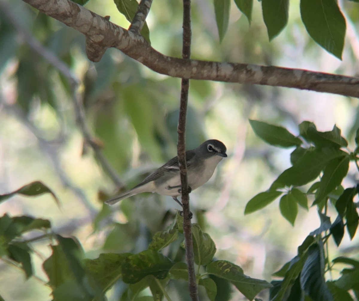 Plumbeous Vireo - ML617498207