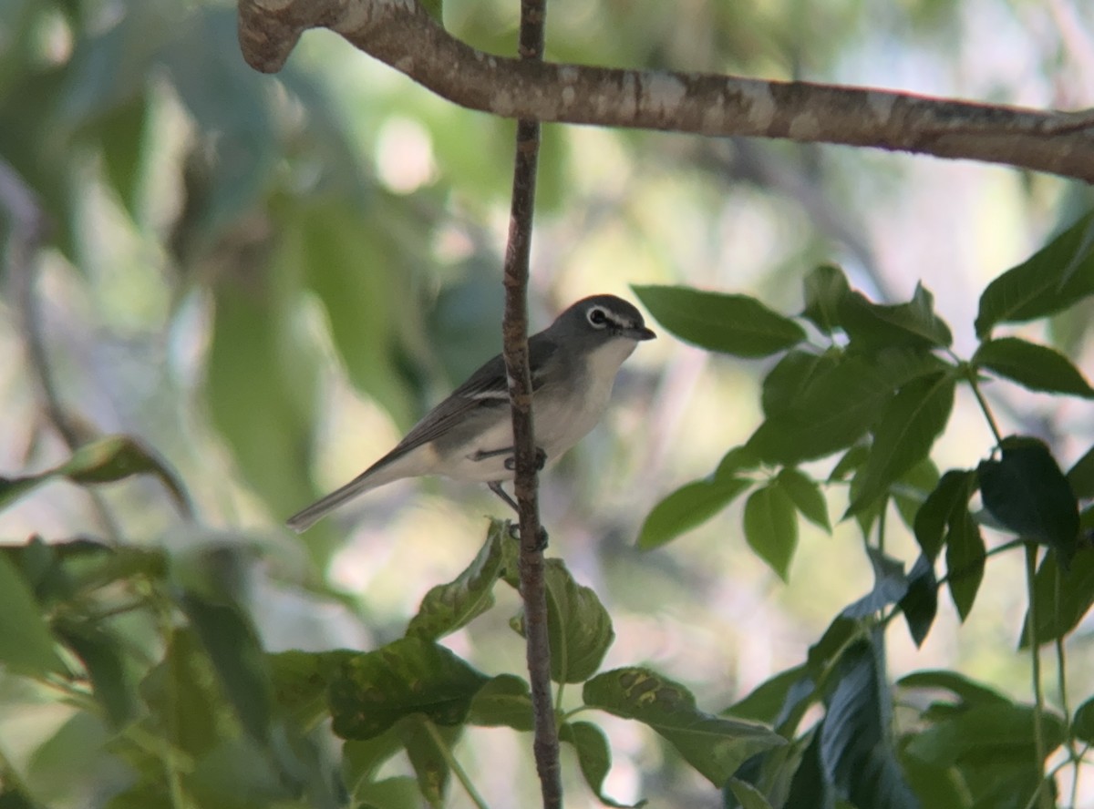 Plumbeous Vireo - ML617498208