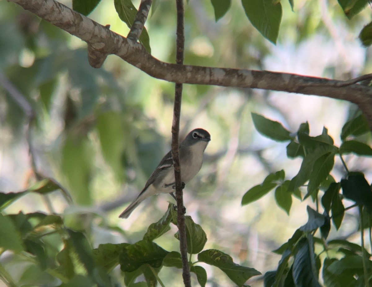 Plumbeous Vireo - ML617498209