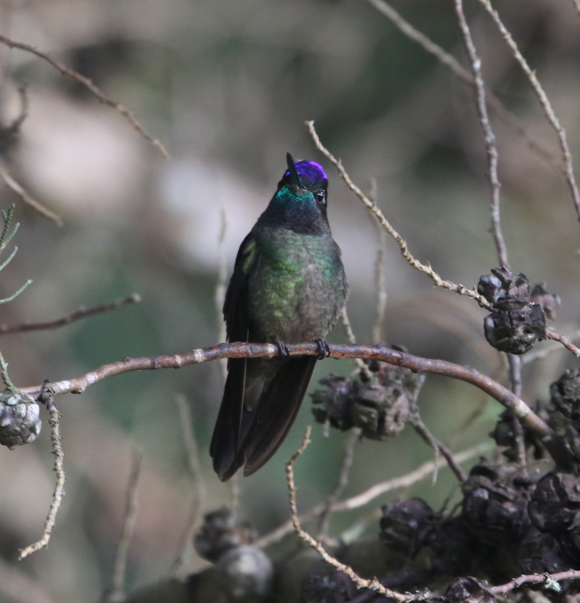 Talamanca Hummingbird - Roger Higbee