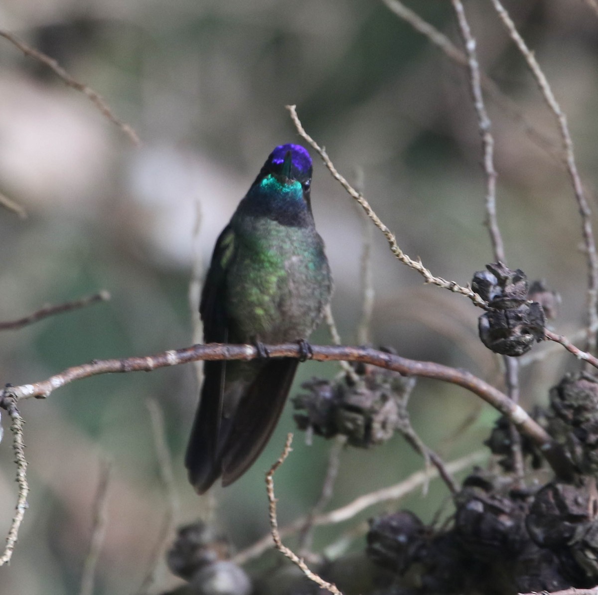 Colibrí de Talamanca - ML617498213