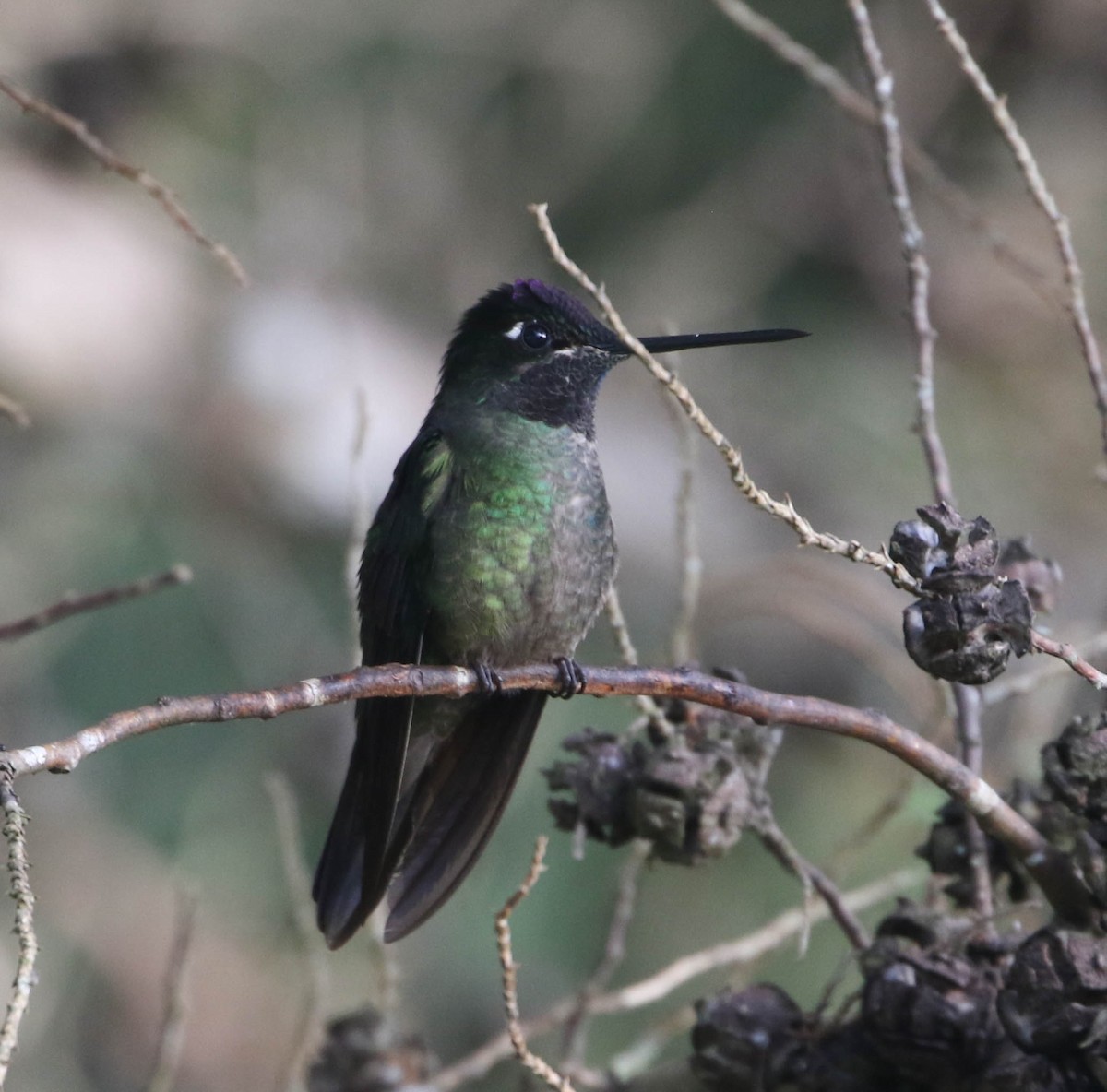 Colibrí de Talamanca - ML617498215