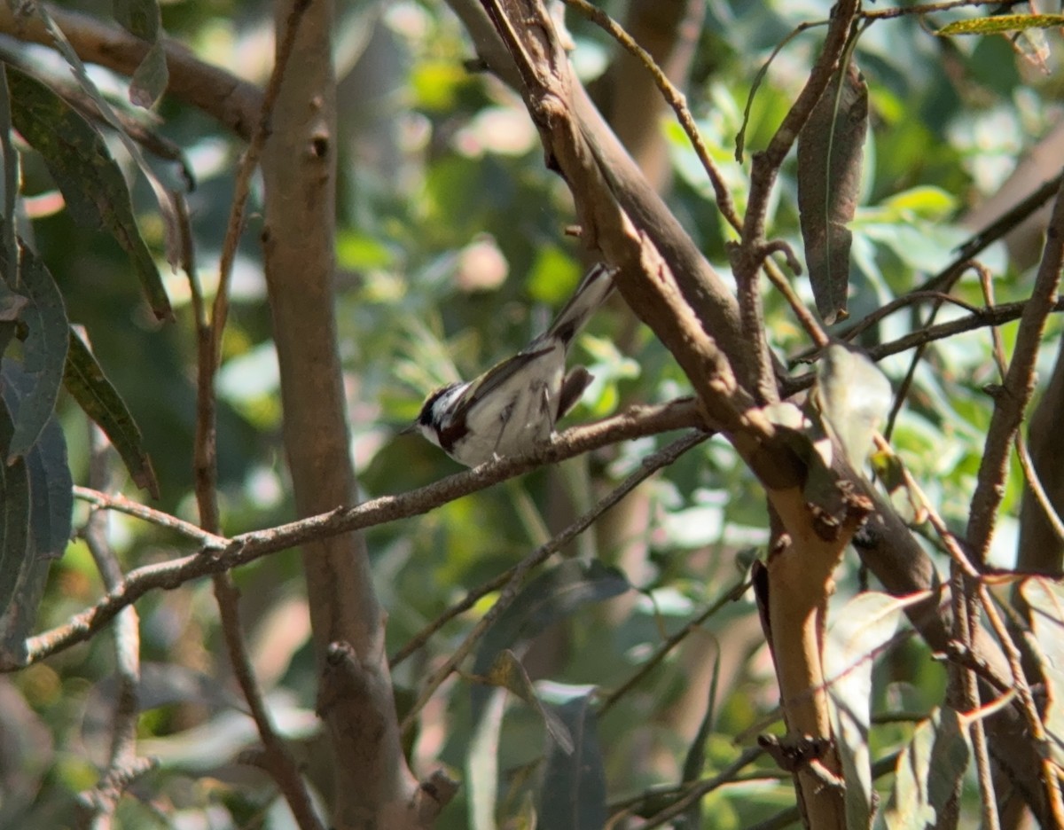 Chestnut-sided Warbler - ML617498219