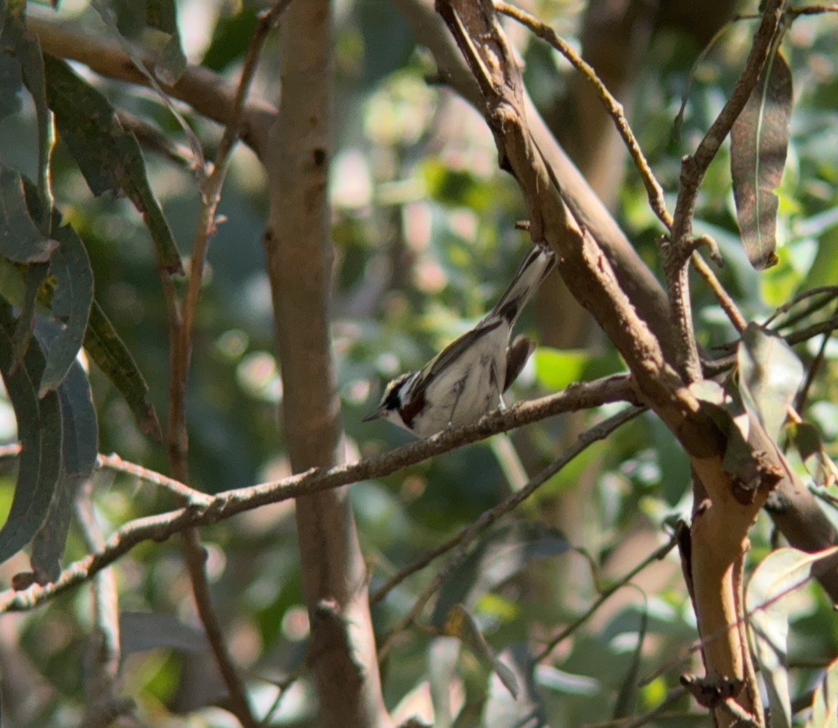 Chestnut-sided Warbler - ML617498220