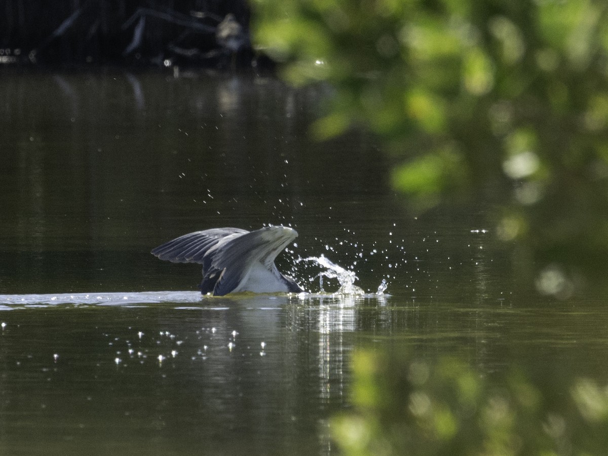 Tricolored Heron - ML617498231