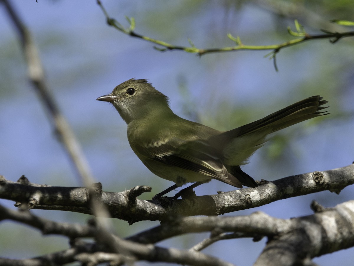 Caribbean Elaenia - ML617498272