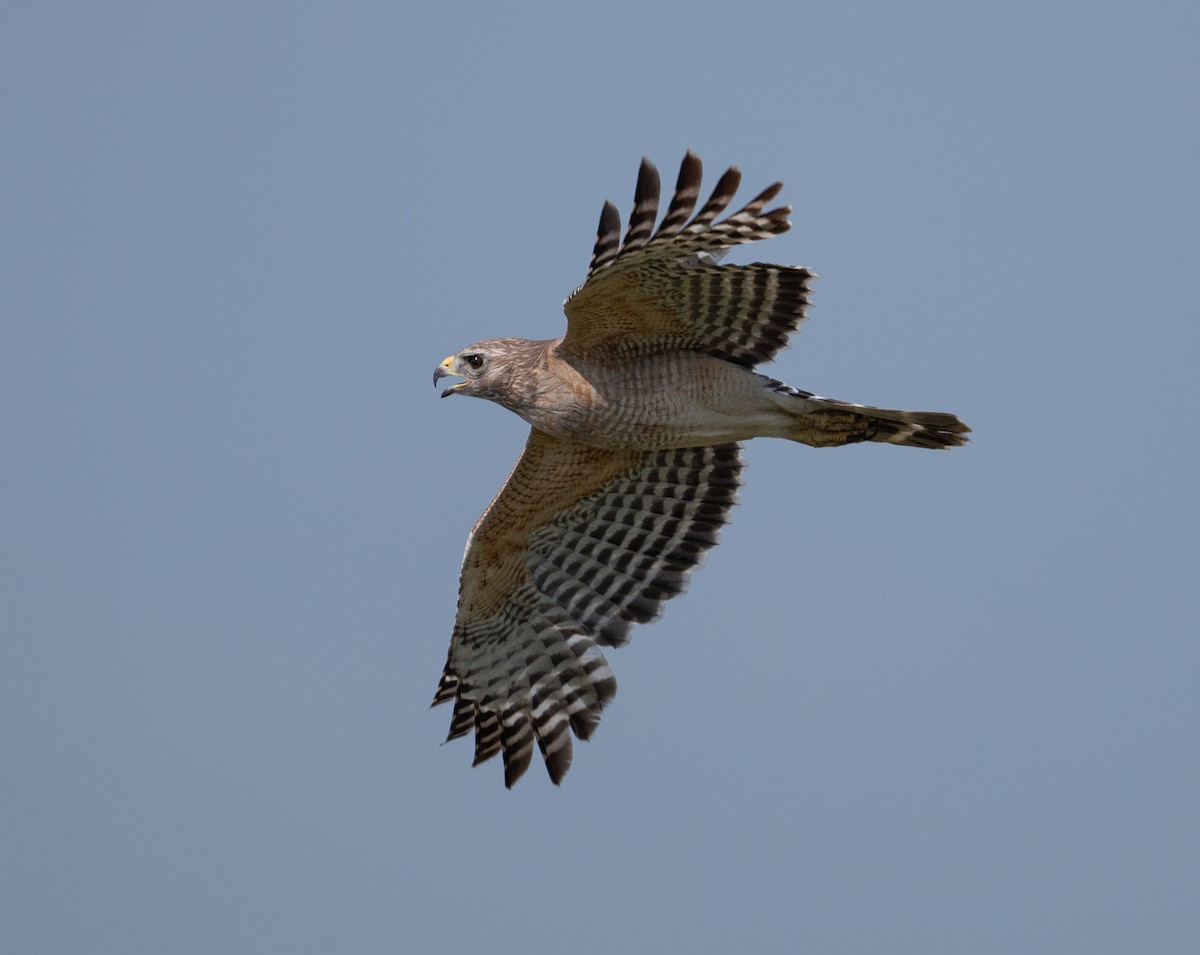 Red-shouldered Hawk - ML617498293