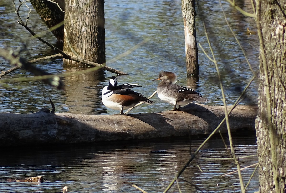 Hooded Merganser - ML617498295