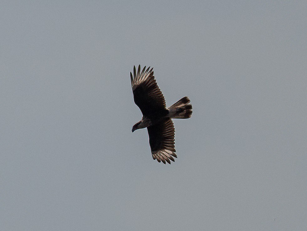 Crested Caracara - ML617498301