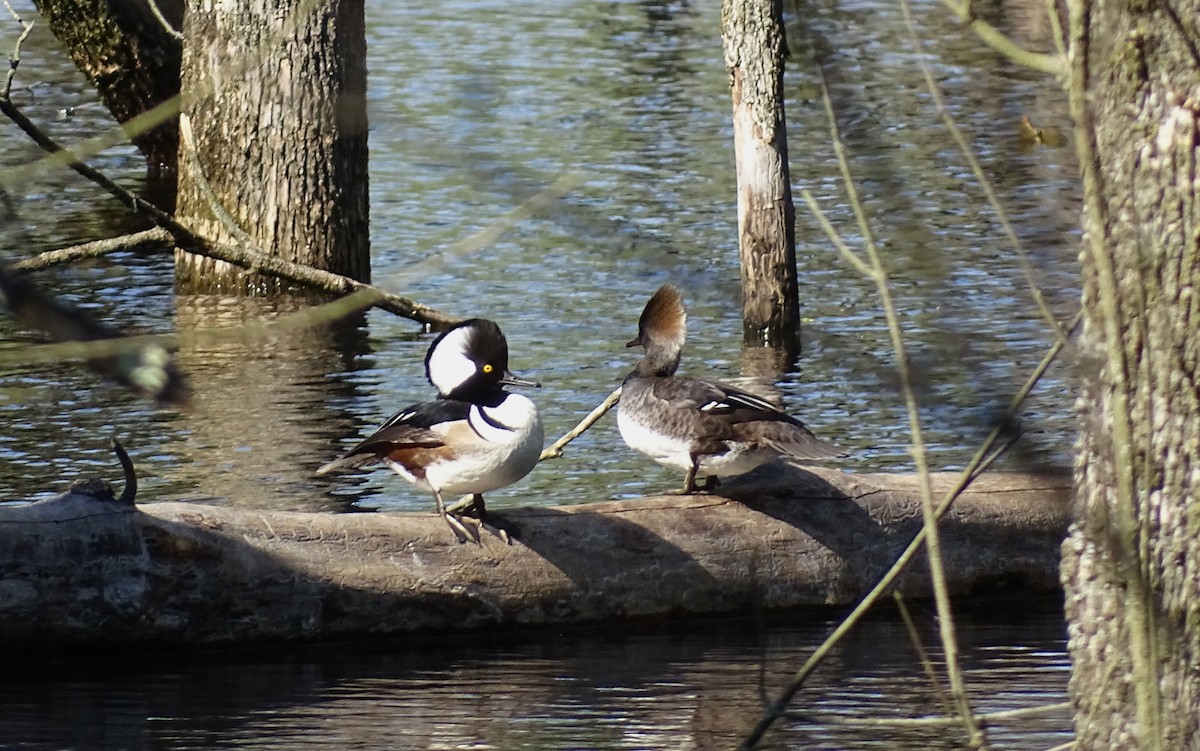 Hooded Merganser - ML617498310