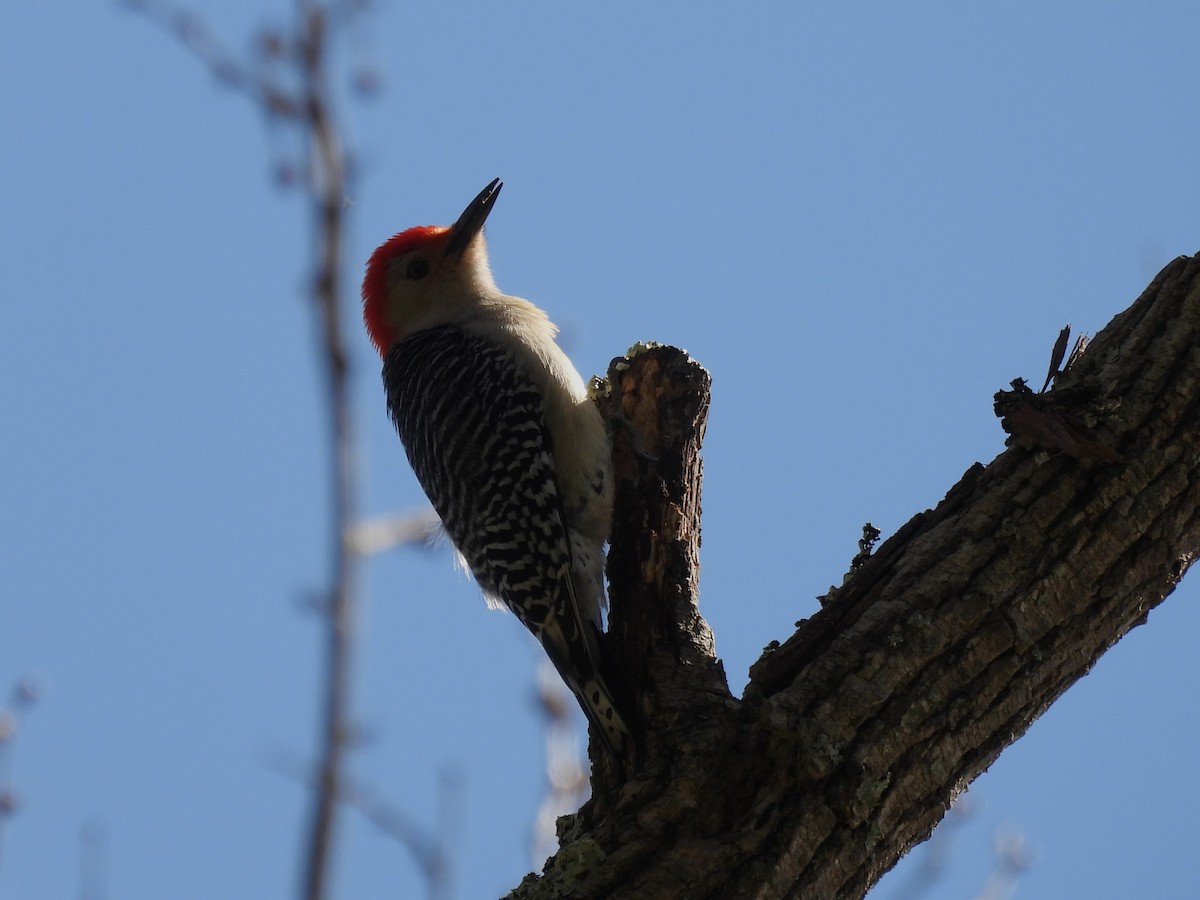 Red-bellied Woodpecker - Judy McCord