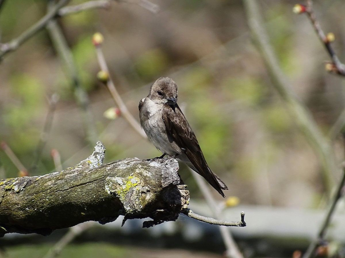 Northern Rough-winged Swallow - ML617498324