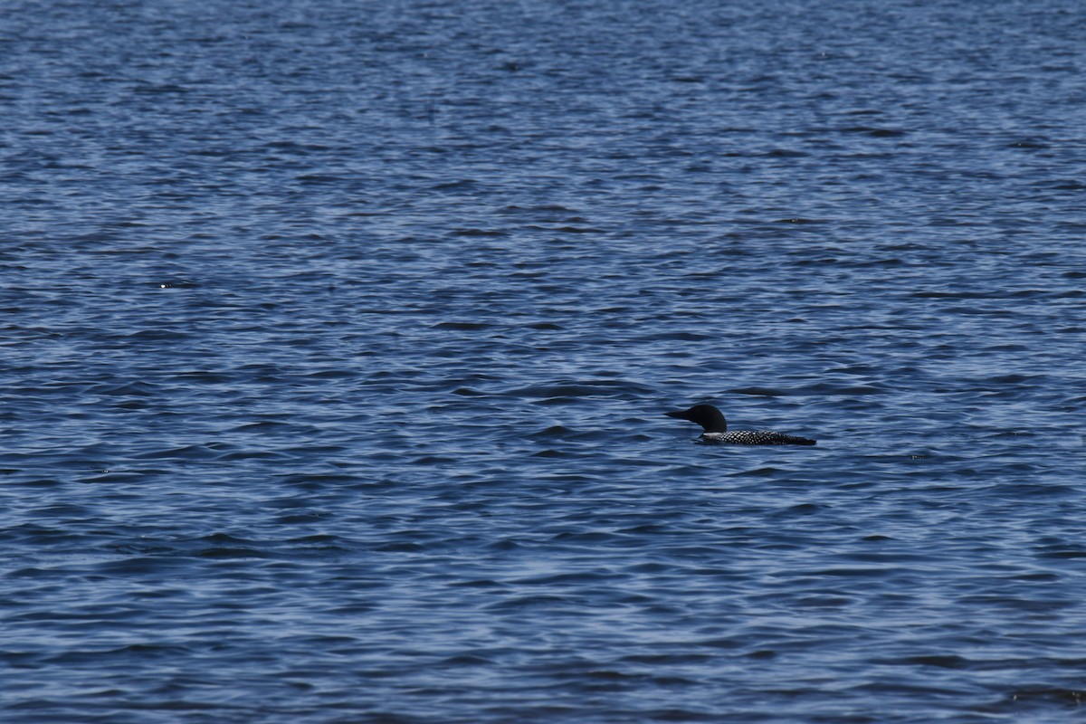 Common Loon - ML617498332