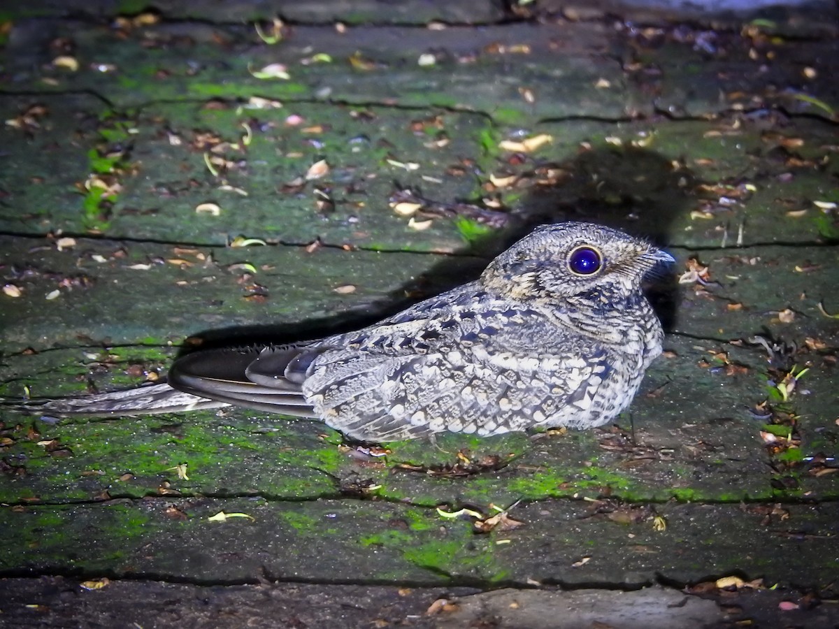 Scissor-tailed Nightjar - Cesar Augusto Pizarro Rios