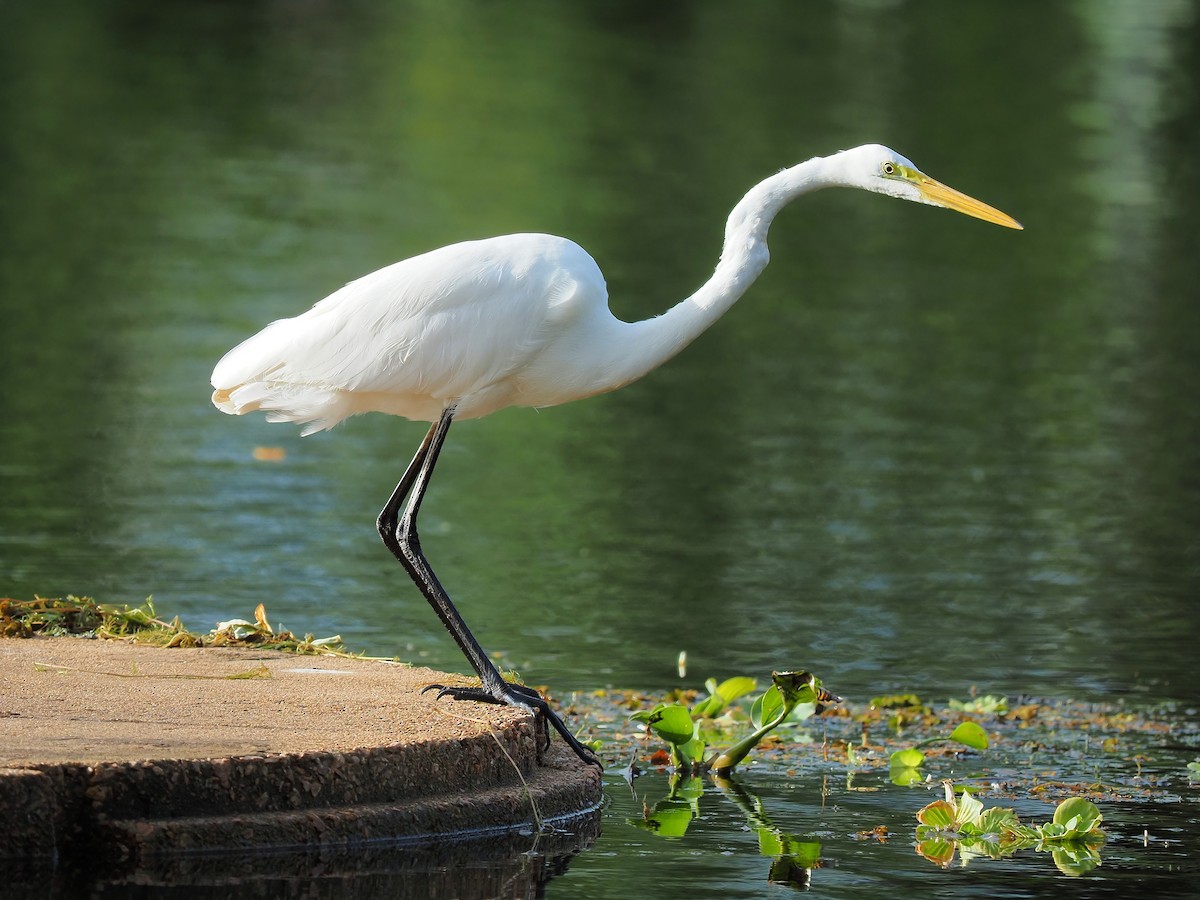 Great Egret - ML617498341