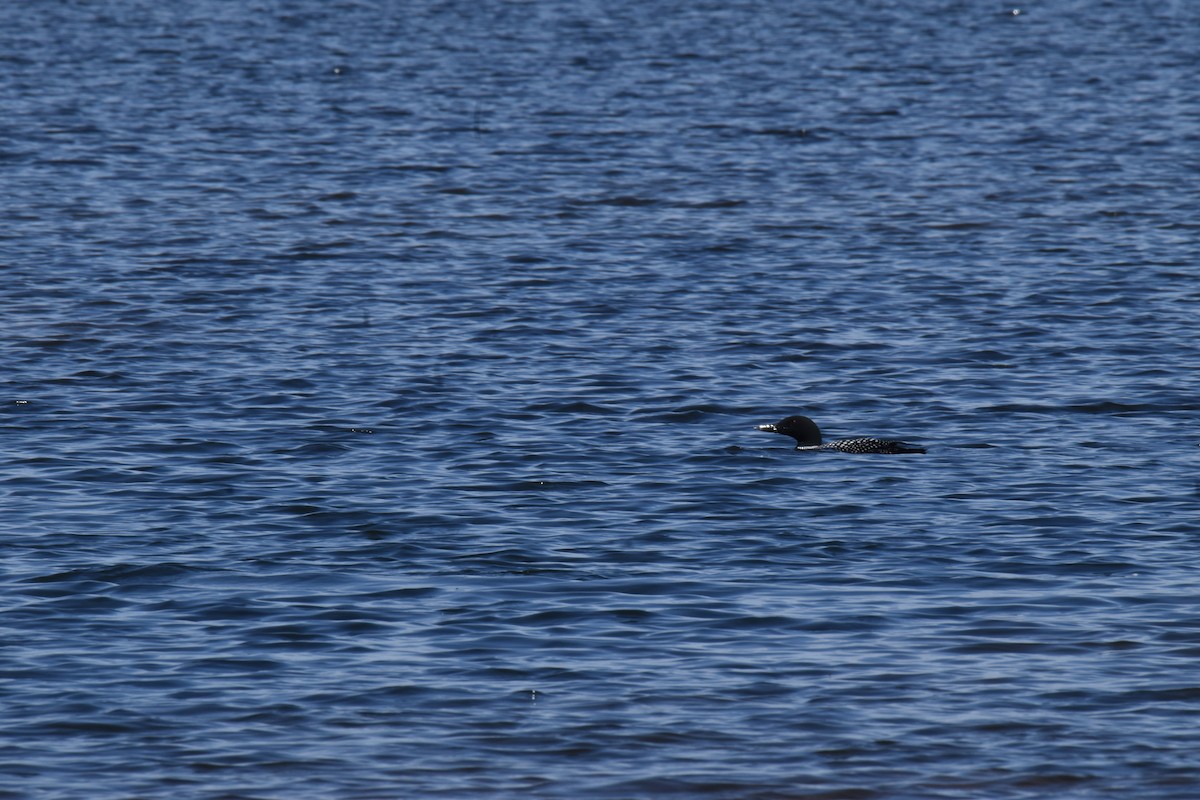 Common Loon - ML617498345