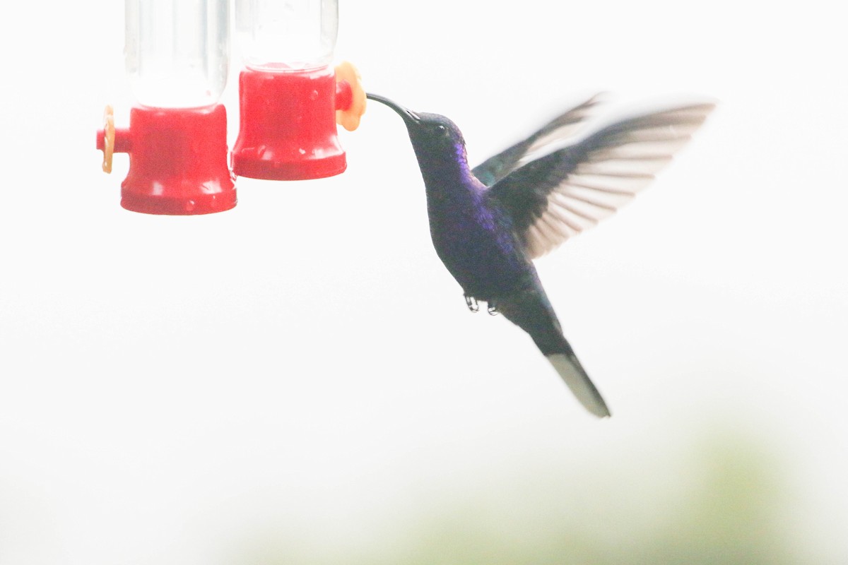 Colibrí Morado - ML617498346