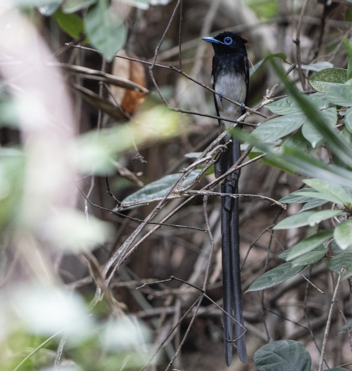 Black Paradise-Flycatcher - Chan Chi Chung Ian