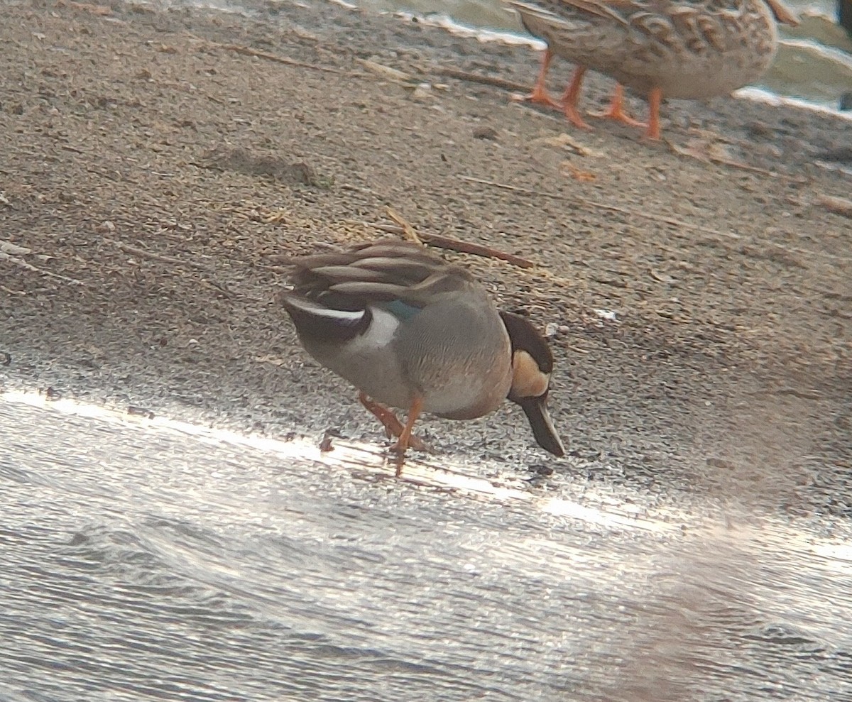 dabbling duck sp. - ML617498383