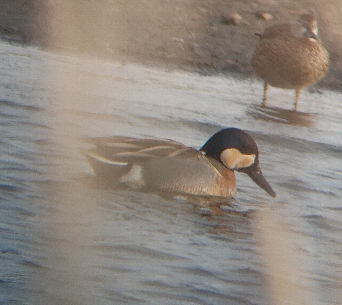 Anatidae sp. (dabbling duck sp.) - ML617498384