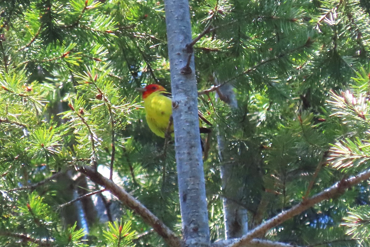 Western Tanager - ML617498388