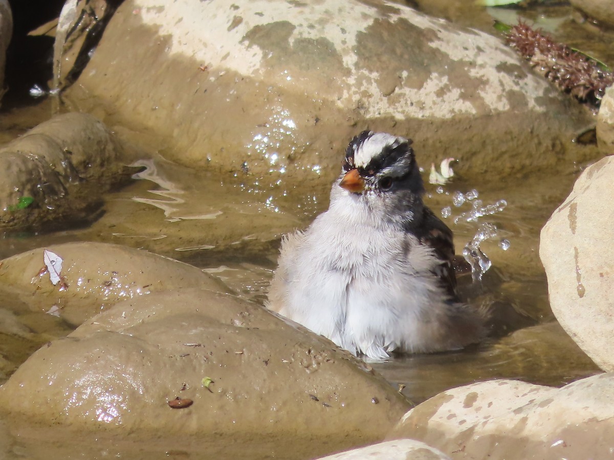 White-crowned Sparrow - Tina Tan